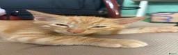 Mixed Breed cats for sale: Adorable kittens ready for loving homes - Advert 9