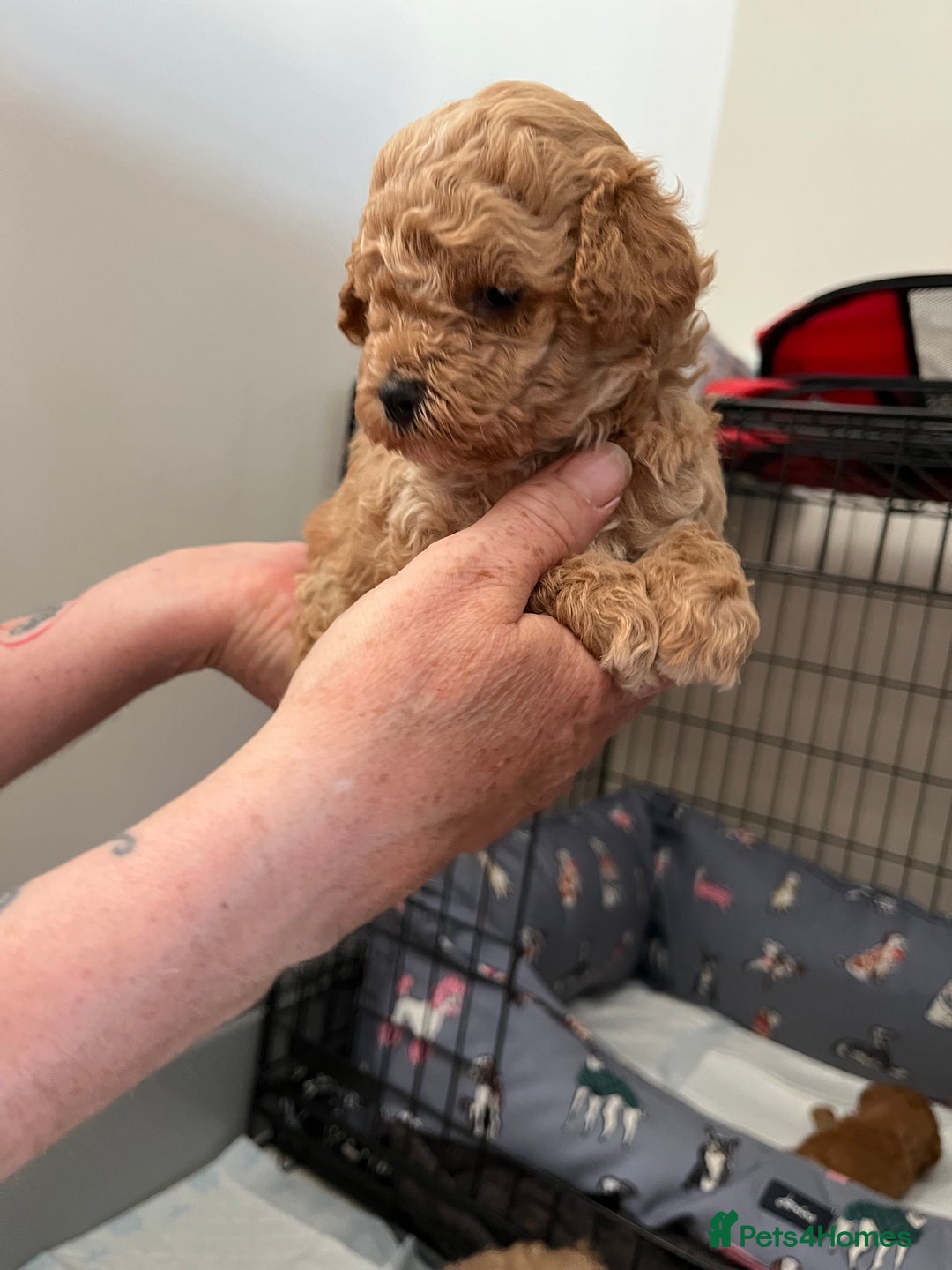 Poochon dogs for sale: 1 female 1 male Poochon puppy.  - Image 8