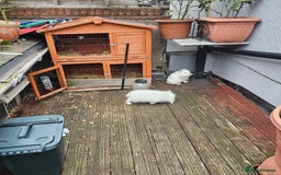 Lionhead rabbits for sale: Lionhead rabbit  - Image 7