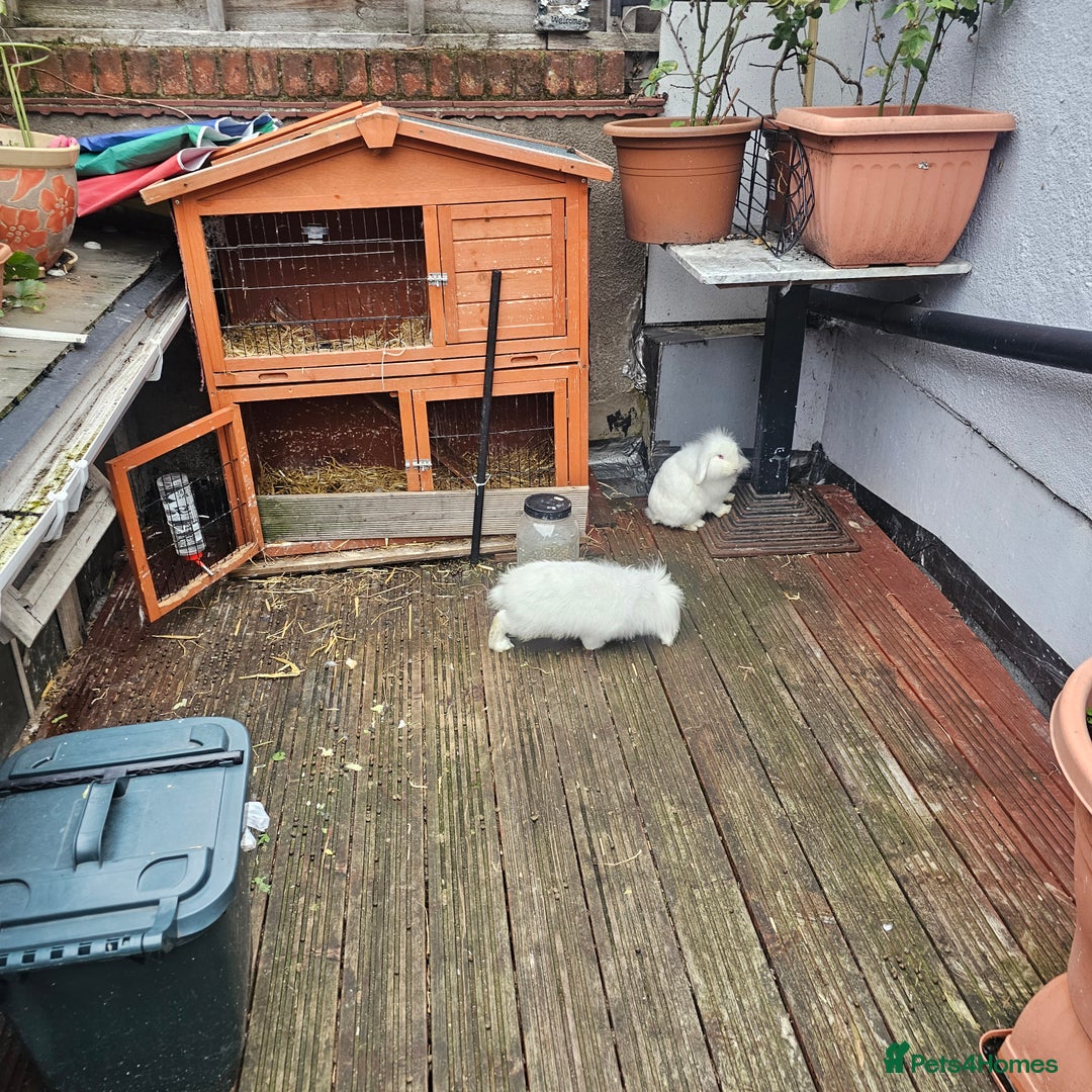 Lionhead rabbits for sale: Lionhead rabbit  - Image 7
