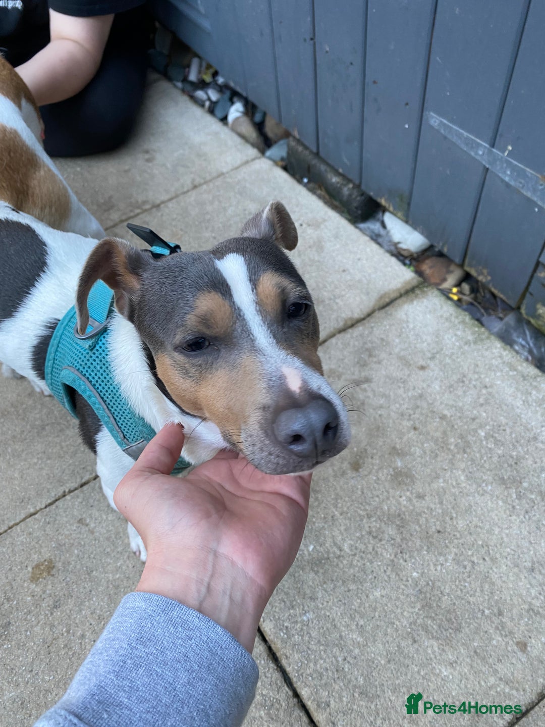 Jack Russell dogs for sale: 4 left!!! Blue/red tri JR puppies  - Advert 6