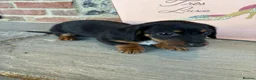 Jackshund dogs for sale: Darren the Daxijack  - Advert 3