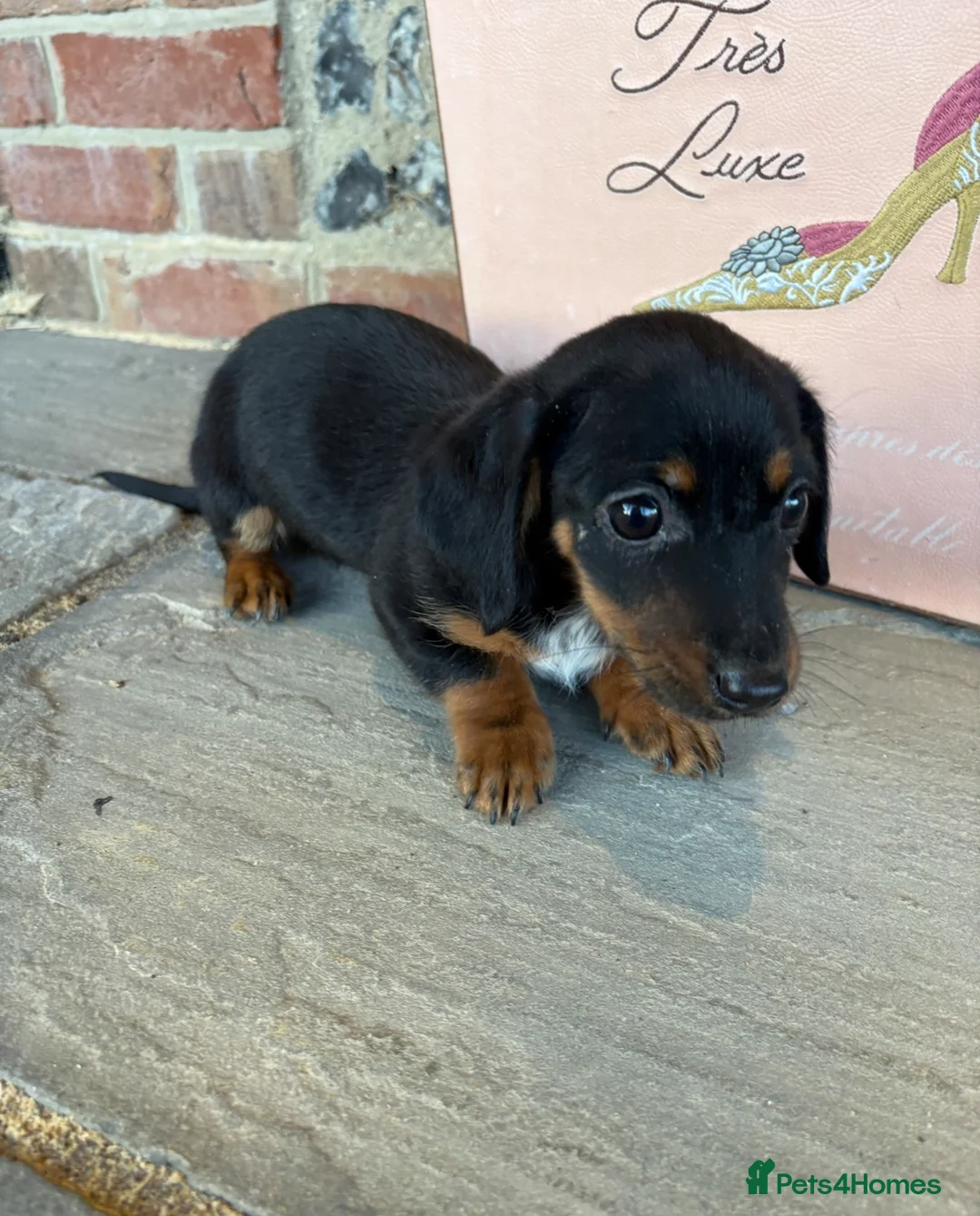 Jackshund dogs for sale: Darren the Daxijack  - Advert 3