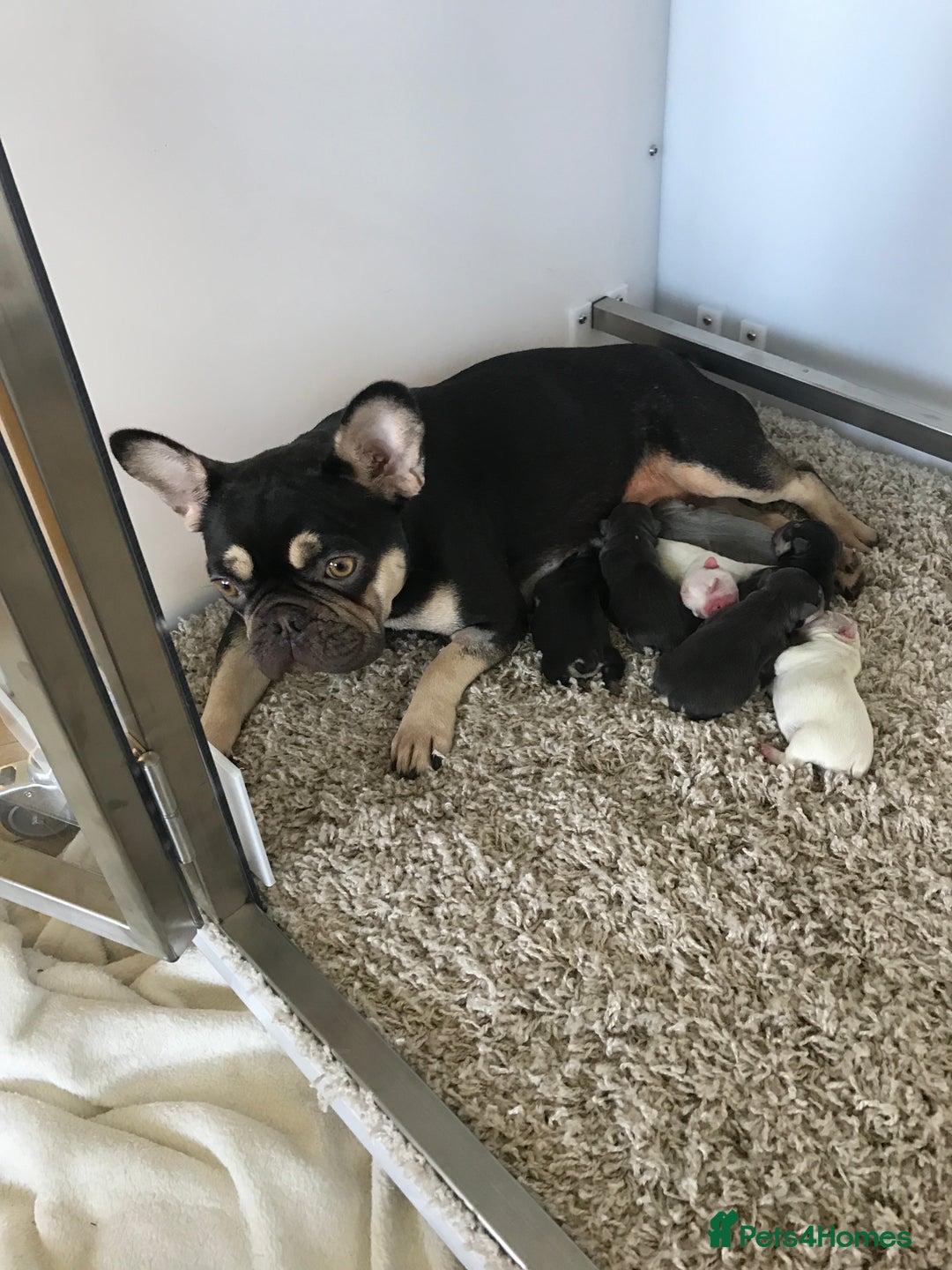 French Bulldog dogs for sale: French bulldog puppies  - Image 10