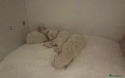 Ragdoll cats for sale: Gorgeous Ragdoll kittens  - Image 1