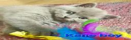 British Shorthair cats for sale: Gorgeous British shorthair kittens - Advert 22