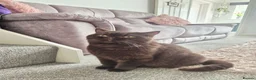 British Longhair cats for sale: GCCF Registered Beautifiul Retired Chocolate Lady - Advert 4