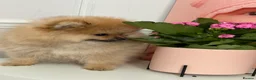 Pomeranian dogs for sale: ❤️ Exceptional KC Registered Pomeranian Puppies ❤️ - Advert 8