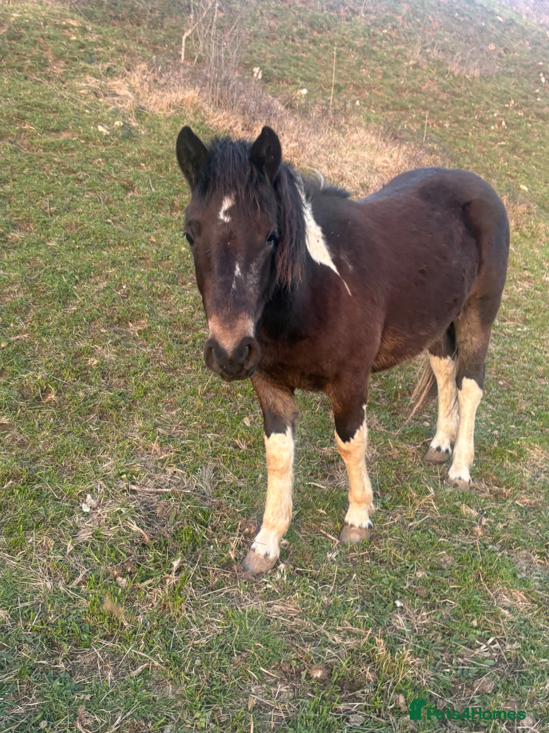 Dartmoor horses for sale: Handsome, well handled 2 year old gelding - Advert 1