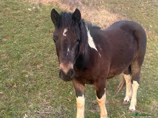 Dartmoor horses Handsome, well handled 2 year old gelding - Advert 1