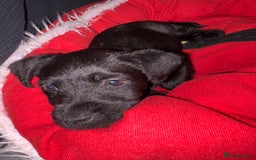 Patterdale Terrier dogs for sale: Patterdale  - Image 3