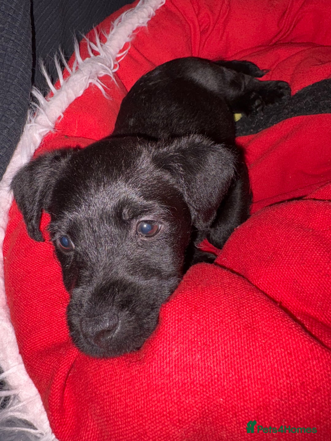 Patterdale Terrier dogs for sale: Patterdale  - Image 3