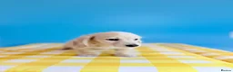 Miniature Dachshund dogs for sale: English cream KC registered miniature long haired - Advert 4
