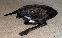 Mixed Breed dogs for sale: Need to rehome my 5 month old puppy - Image 6