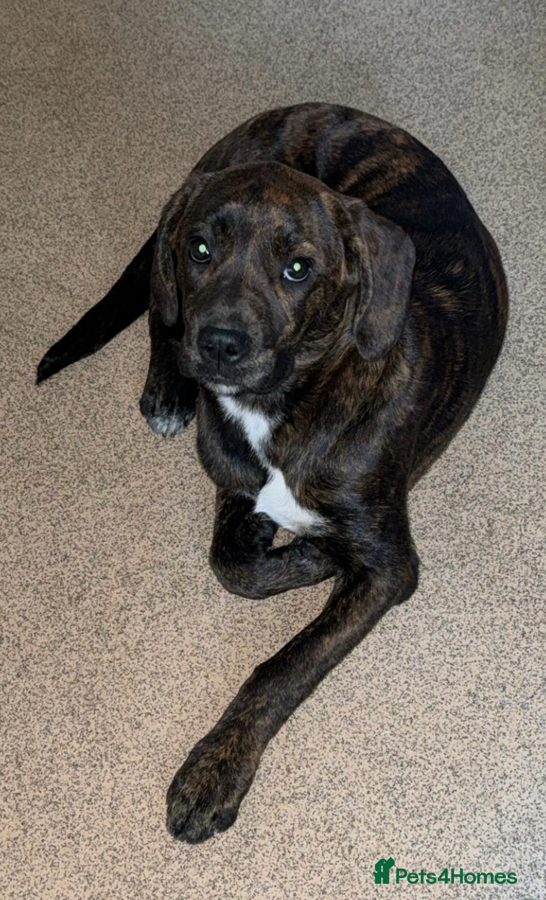 Mixed Breed dogs for sale: Need to rehome my 5 month old puppy - Image 6