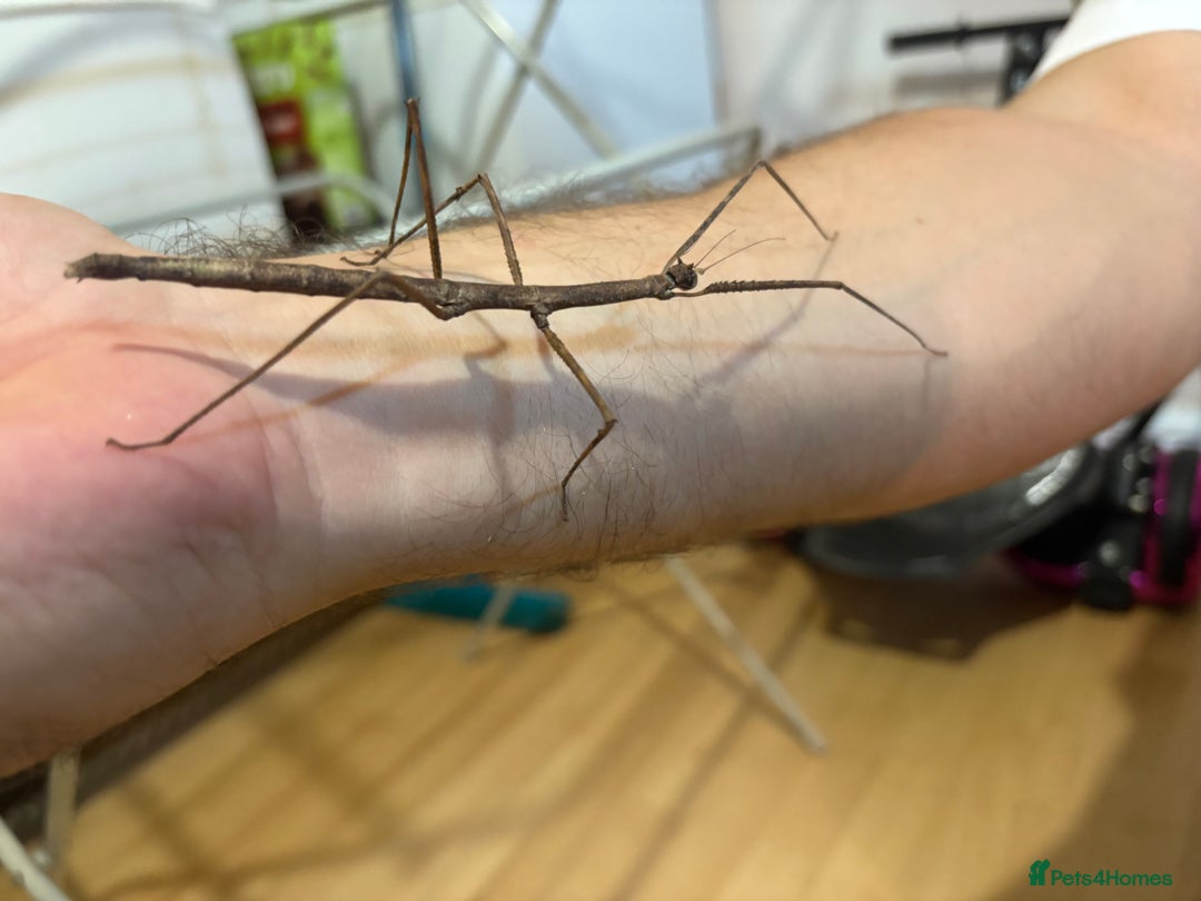 Stick Insects invertebrates for sale: Annam Stick insects - mixed sizes  - Image 2