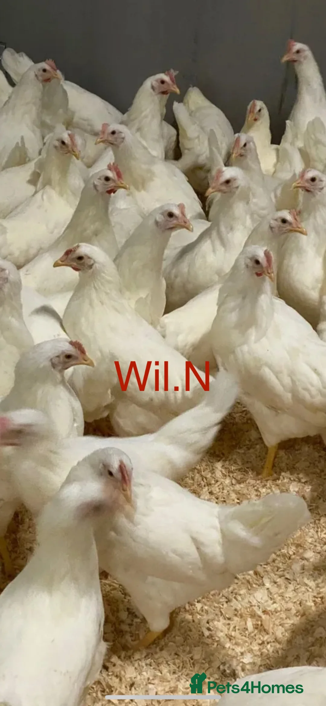 Chickens poultry for sale: Pol white star/white leghorns (read full descript) - Advert 1