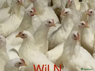 Chickens poultry Pol white star/white leghorns (read full descript) - Advert 1