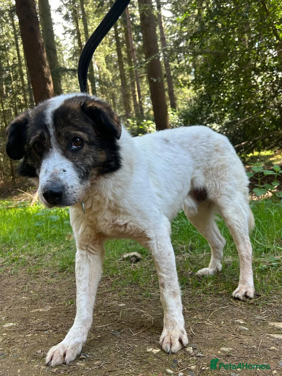 Mixed Breed dogs for adoption: Roger - Norwich Norfolk  in Norwich - Advert 9