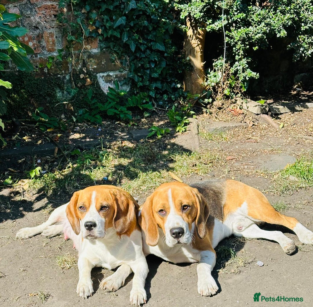 Beagle dogs for sale: Beagle Puppies - Image 30