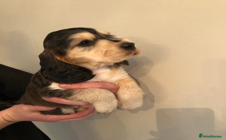 Cocker Spaniel dogs - Advert 4