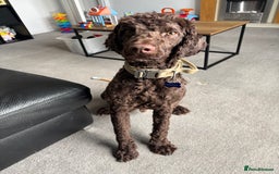 Sproodle dogs for sale: Spoodle rehome 1yr old - Image 1
