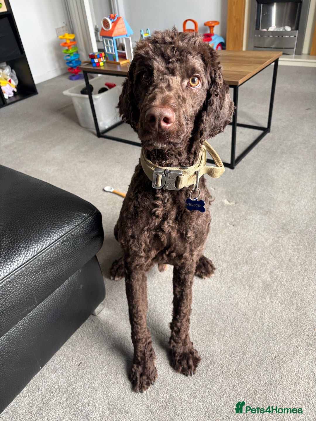 Sproodle dogs for sale: Spoodle rehome 1yr old - Image 1