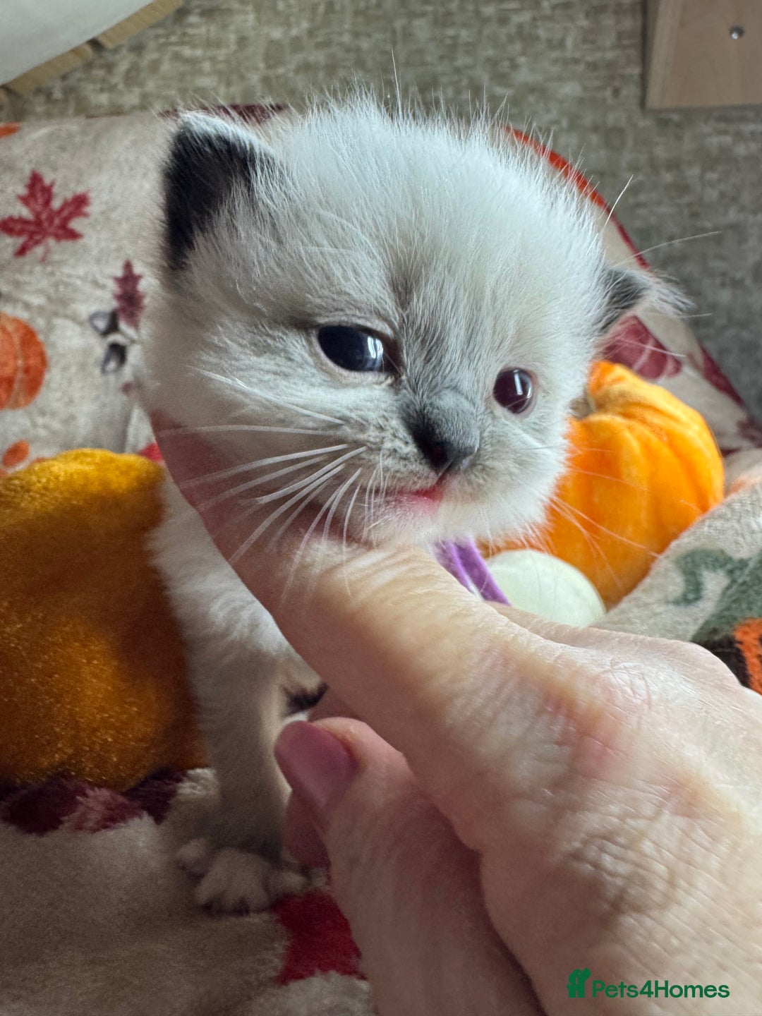 Ragdoll cats for sale: 🏆 gccf ragdoll grand champion kittens 🏆 - Image 20