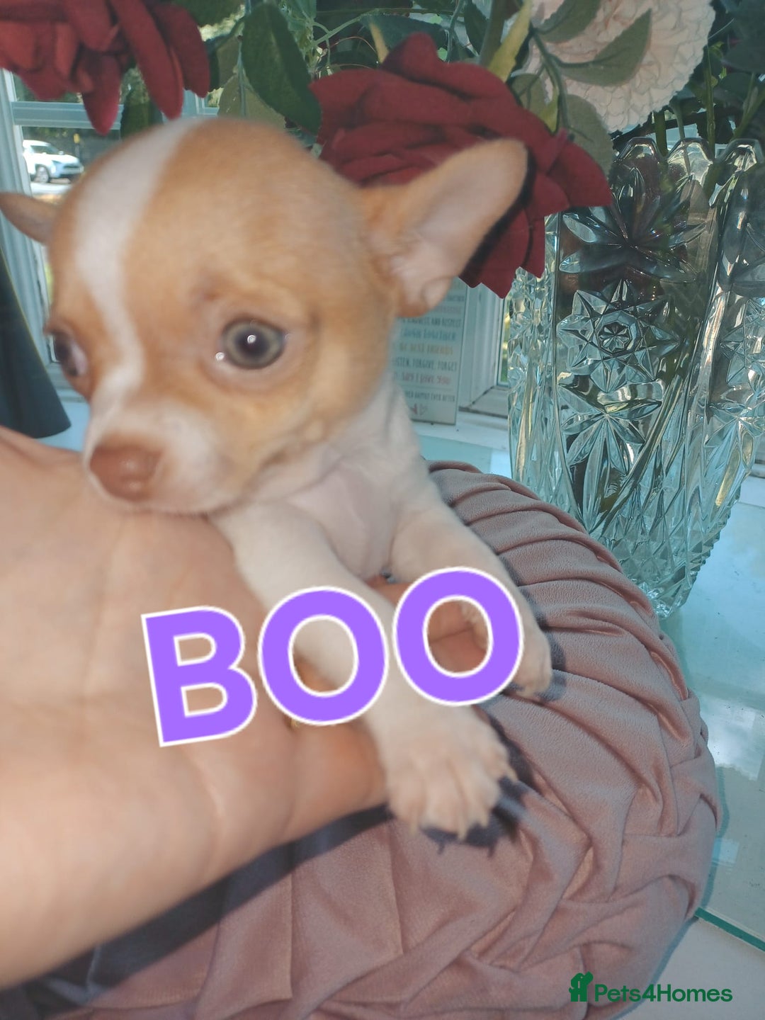 Chihuahua dogs for sale: Chihuahua pups stunning - Image 16