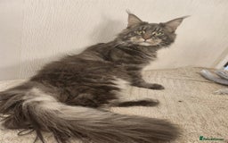 Maine Coon cats for sale: 3/4 maine coon kittens - Image 19