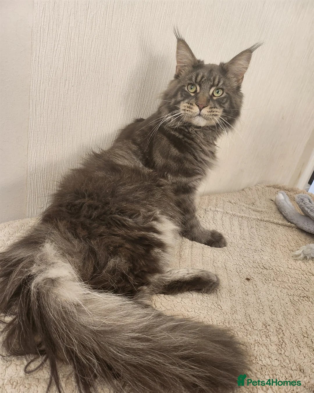Maine Coon cats for sale: 3/4 maine coon kittens - Image 19