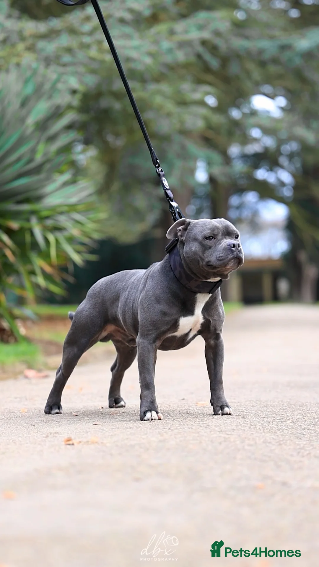 Staffordshire Bull Terrier dogs for stud: NARCOS! THE U.K’s FINEST STAFFY AVAILABLE NOW! in Nottingham - Advert 19