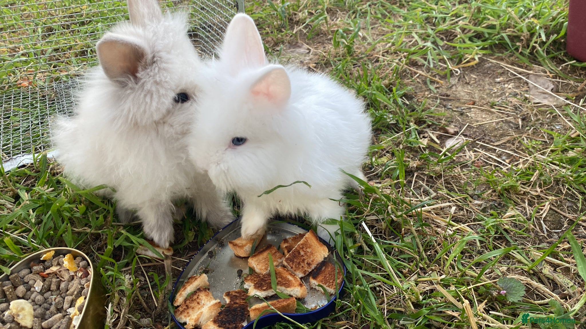 Lionhead rabbits Rabbits from the same family want to sell pair  - Advert 1