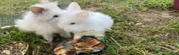 Lionhead rabbits for sale: Rabbits from the same family want to sell pair  in Birmingham - Advert 1