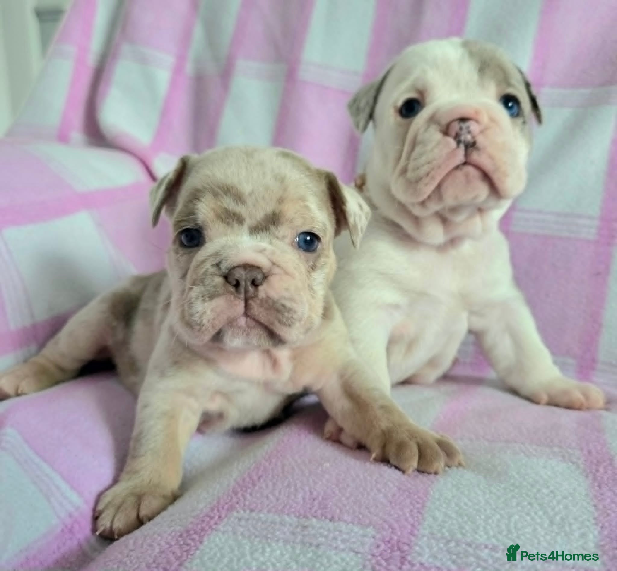 English Bulldog dogs F1 Mini bull x Kc reg English bulldog - Advert 1