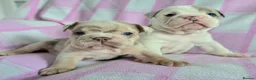 English Bulldog dogs for sale: F1 Mini bull x Kc reg English bulldog - Advert 1
