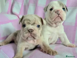 English Bulldog dogs F1 Mini bull x Kc reg English bulldog - Advert 1