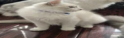 Ragdoll cats for sale: TICA Registered Pedigree Ragdoll Kittens - Advert 21