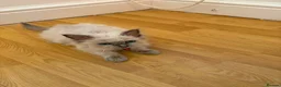 Ragdoll cats for sale: Ragdoll kittens for sale - Advert 6