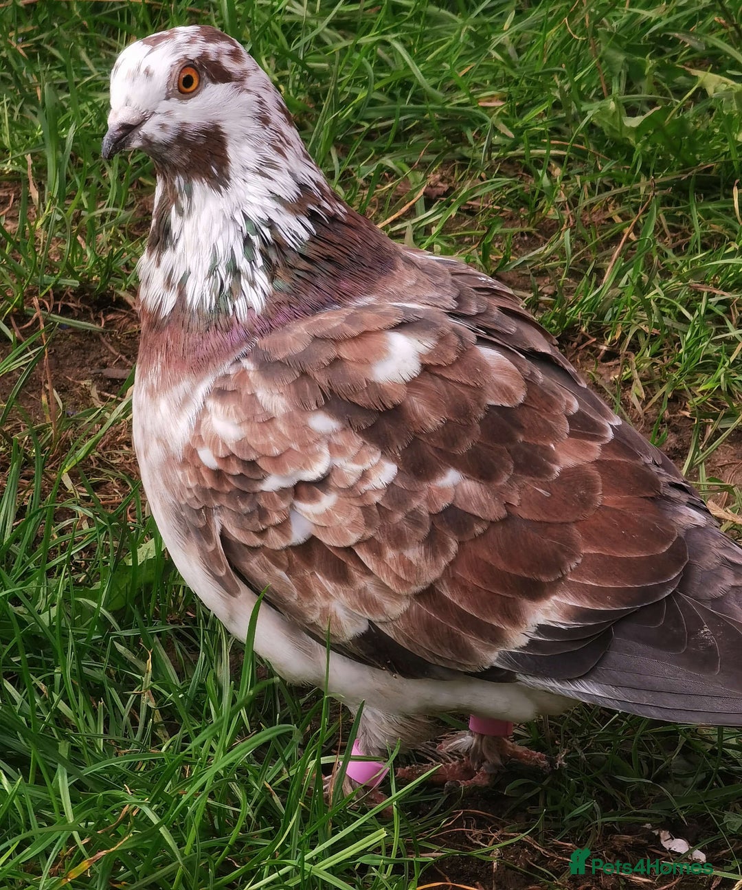 Pigeons birds for sale: Pigeons [Semi Hand-Raised] - Fancy & Racing Breeds - Image 16