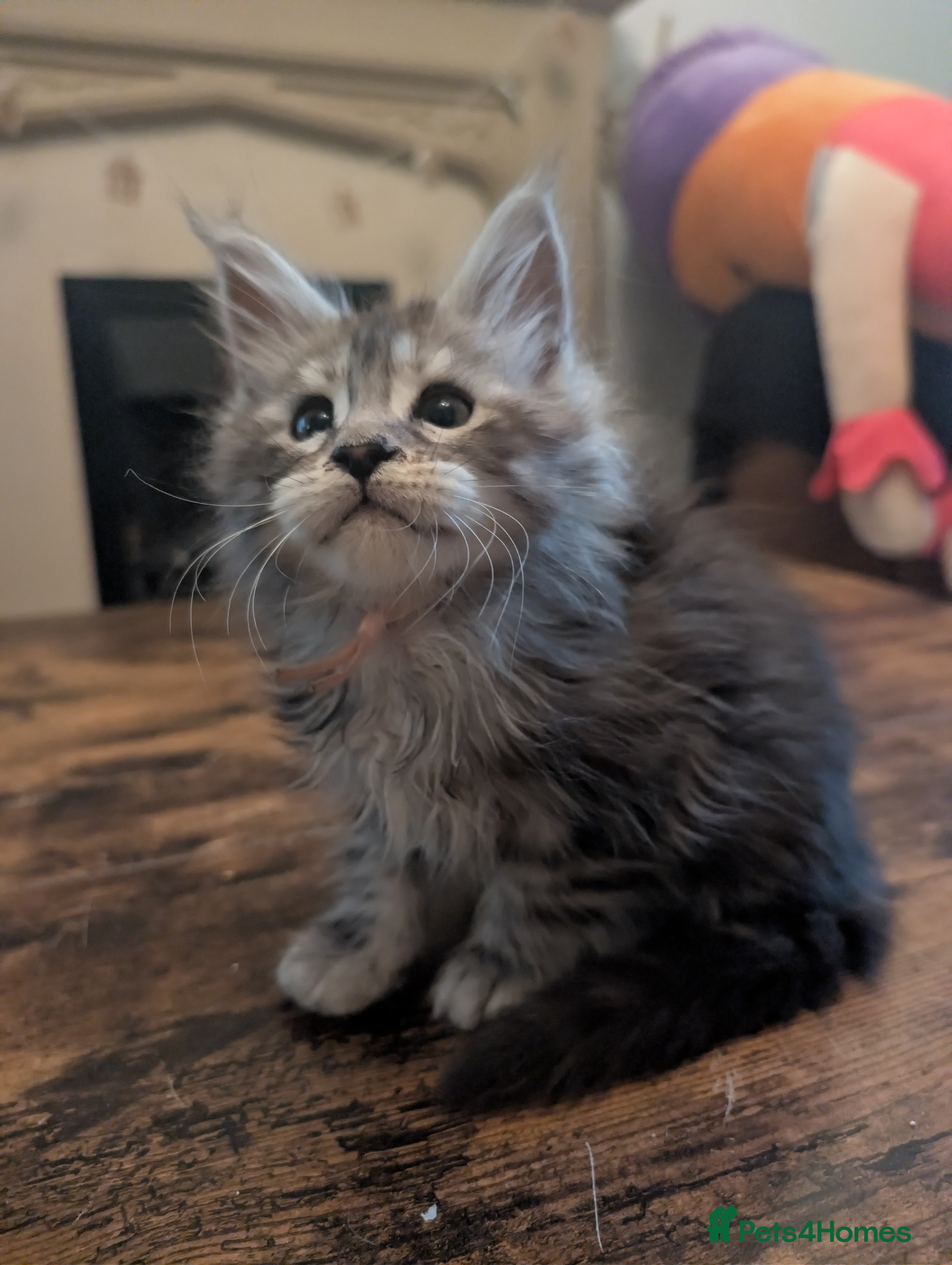 Maine Coon cats Mainecoon kittens  - Advert 17