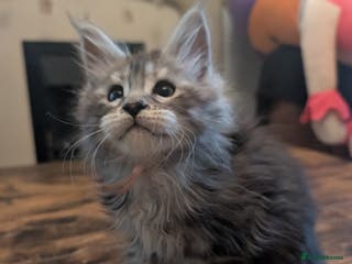 Maine Coon cats Mainecoon kittens - Advert 17