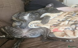 Mixed Breed dogs for sale: Whippet x lakeland terrier - Image 3