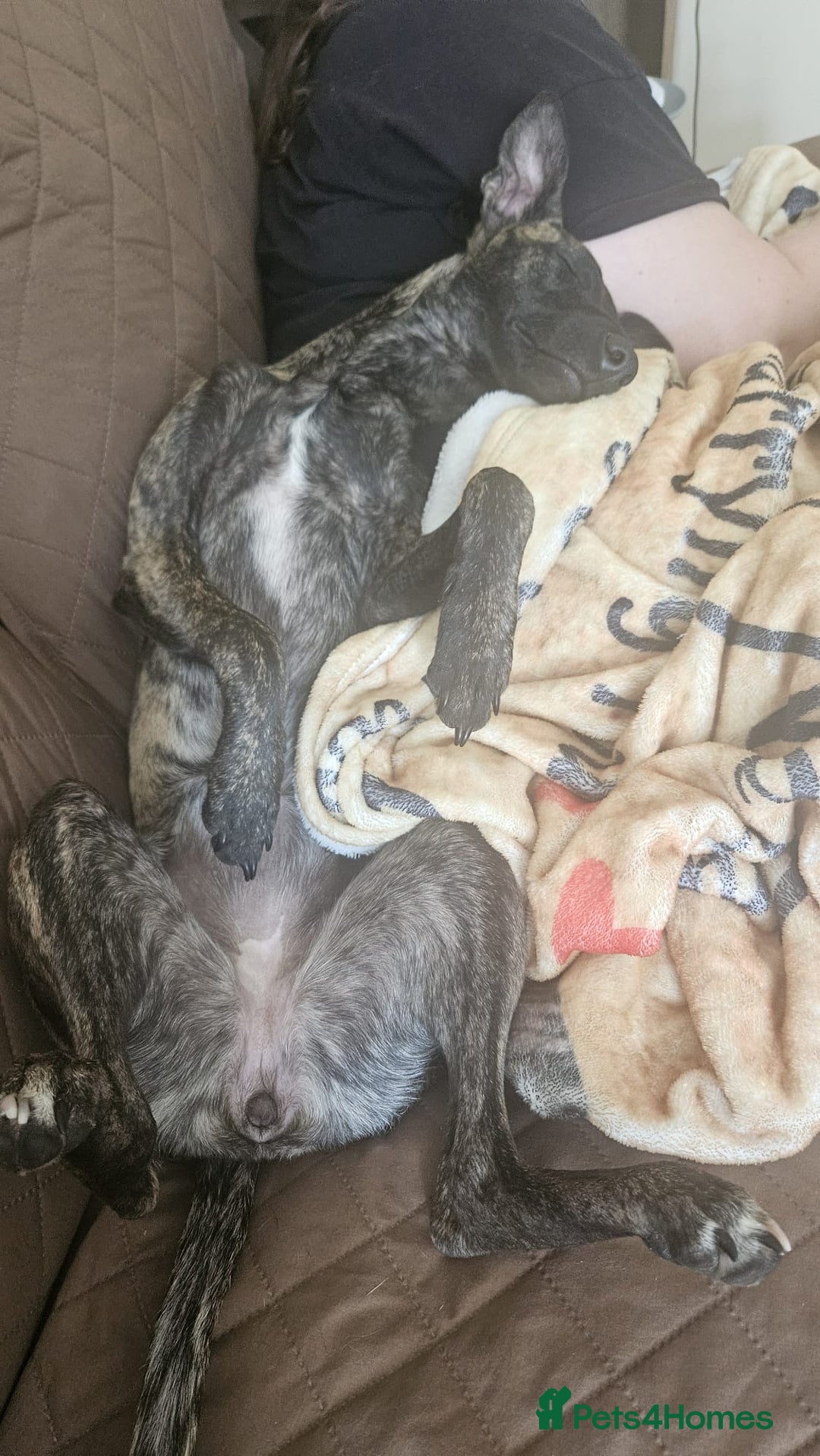Mixed Breed dogs for sale: Whippet x lakeland terrier - Image 3