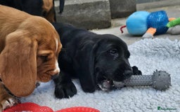 Bocker dogs for sale: Beautiful Bocker Boys - Ready Now - Image 14
