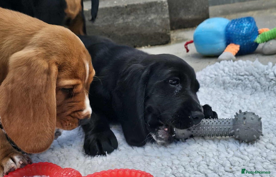 Bocker dogs for sale: Beautiful Bocker Boys - Ready Now - Image 14