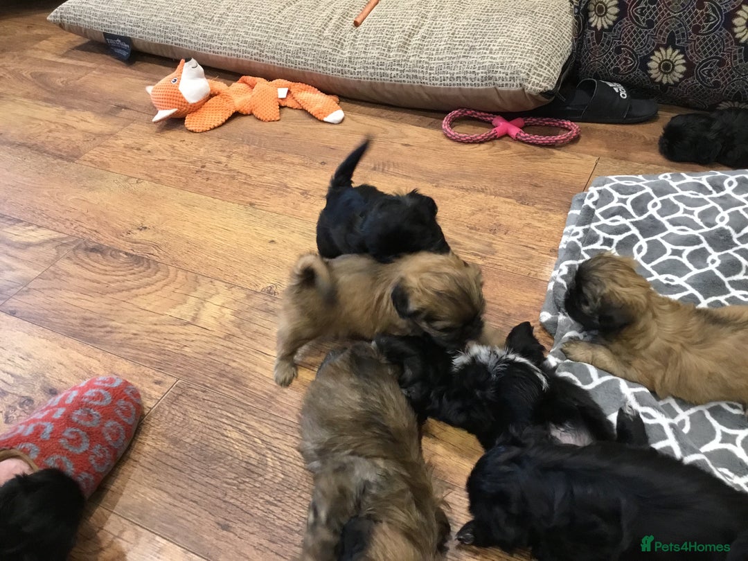 Shih Tzu dogs for sale: Tiny Imperial Shihtzu  Puppies  - Image 14