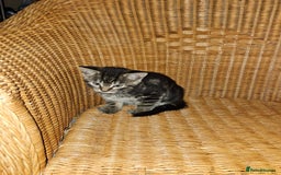 British Longhair cats for sale: Lovely kittens from super-sociable home! - Image 7