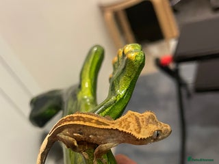 Gecko reptiles - Advert 17