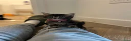 Mixed Breed cats for sale: fluffy tabby girl last one of the litter!!  - Advert 1